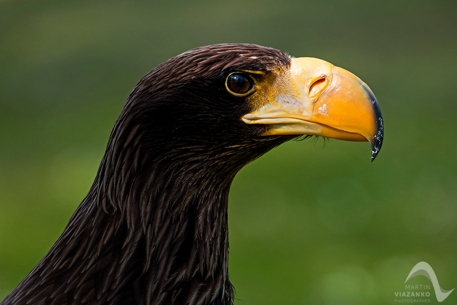 Orliak bielokrídly, Haliaeetus pelagicus, dravec, orol, orliak hrubozobý, orol kamčatský, orel východní, orel kamčatský, zayferus